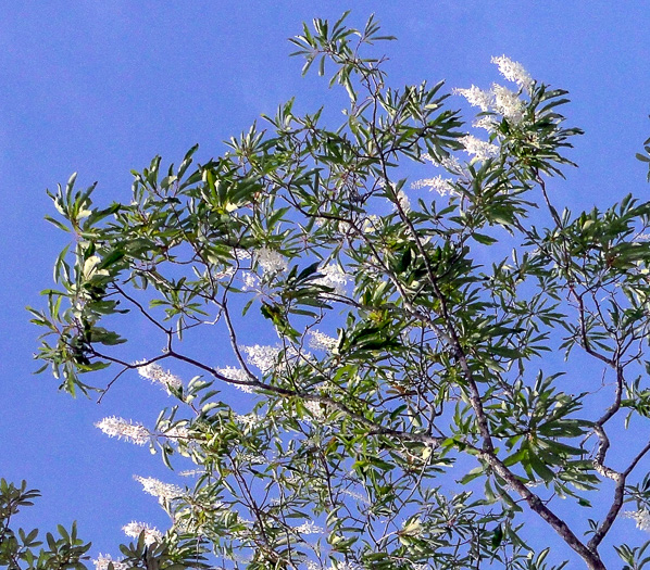 image of Elliottia racemosa, Georgia-plume, Southern-plume, Elliottia