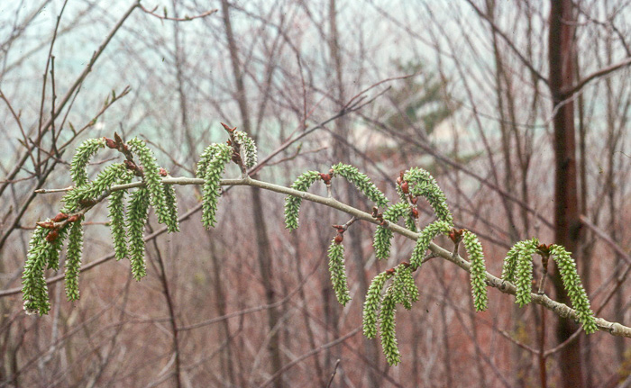 image of Populus tremuloides, Quaking Aspen