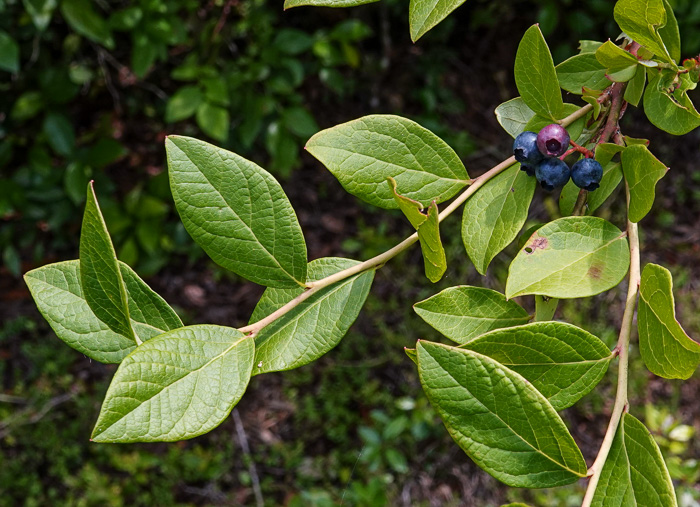 image of Vaccinium formosum, Southern Highbush Blueberry, Swamp Highbush Blueberry