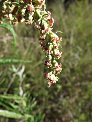 image of Artemisia vulgaris, Mugwort, Felon Herb