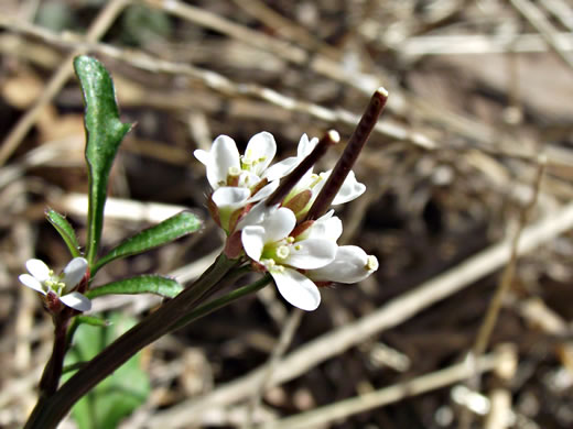 image of Cardamine hirsuta, Hairy Bittercress
