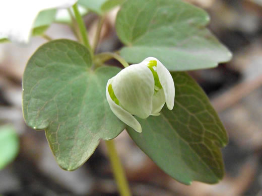 image of Thalictrum thalictroides, Windflower, Rue-anemone, Wind-rue