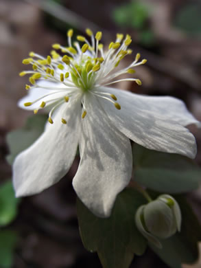 image of Thalictrum thalictroides, Windflower, Rue-anemone, Wind-rue