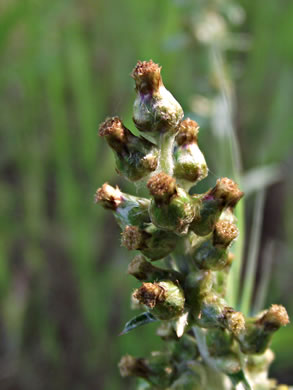 image of Gamochaeta purpurea, Spoonleaf Purple Everlasting, Purple Cudweed, Spoonleaf Cudweed
