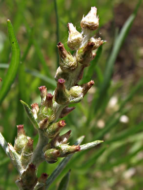 image of Gamochaeta purpurea, Spoonleaf Purple Everlasting, Purple Cudweed, Spoonleaf Cudweed