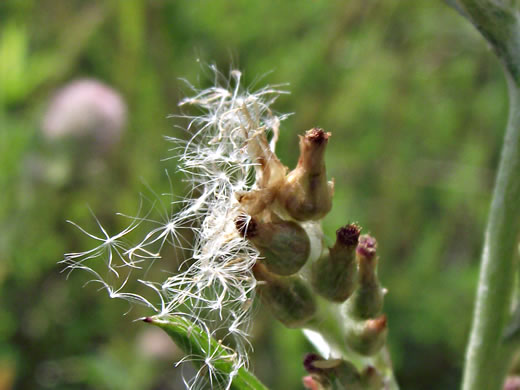 image of Gamochaeta purpurea, Spoonleaf Purple Everlasting, Purple Cudweed, Spoonleaf Cudweed