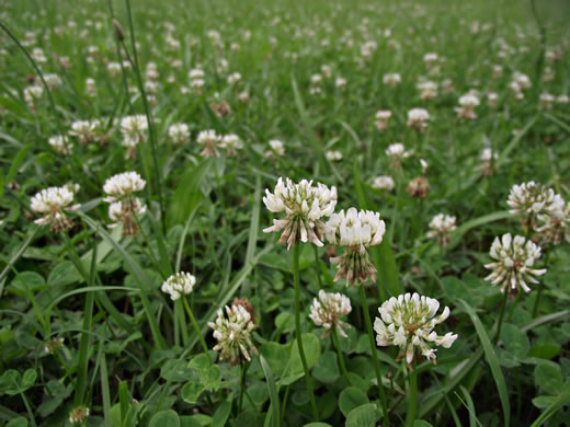 image of Trifolium repens, White Clover, White Dutch Clover, Ladino Clover