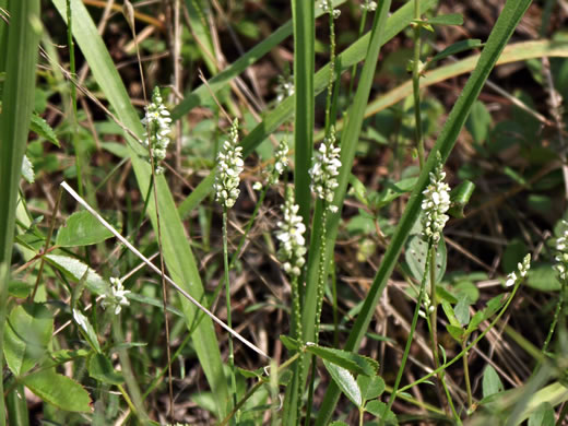 image of Polygala verticillata +, Whorled Milkwort