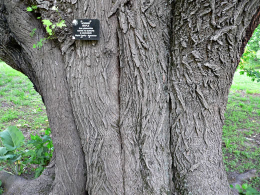 image of Acer platanoides, Norway Maple