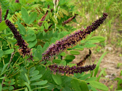 image of Amorpha fruticosa, False Indigo, Tall Indigo-bush, False Indigo-bush