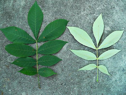 image of Carya pallida, Sand Hickory, Pale Hickory