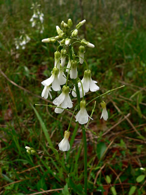 image of Cardamine bulbosa, Bulbous Bittercress, Spring Cress