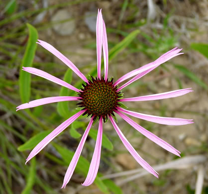 image of Echinacea simulata, Prairie Purple Coneflower, Wavyleaf Purple Coneflower, Glade Coneflower