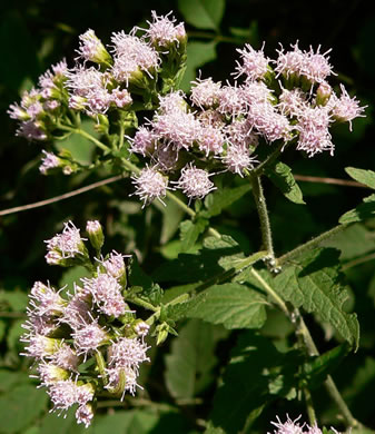 image of Fleischmannia incarnata, Pink Thoroughwort, Pink Eupatorium