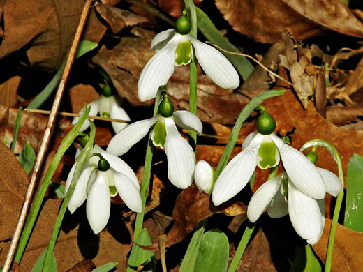 image of Galanthus nivalis, Snowdrop