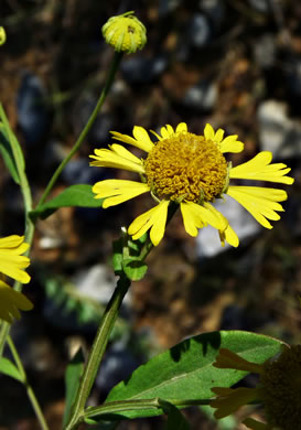 image of Helenium autumnale, Common Sneezeweed