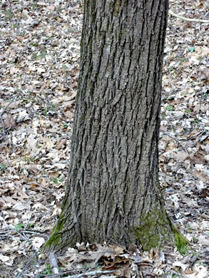 image of Juglans nigra, Black Walnut