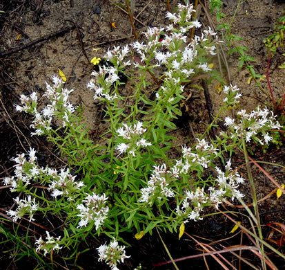 image of Liatris elegans var. elegans, Common Elegant Blazing-star