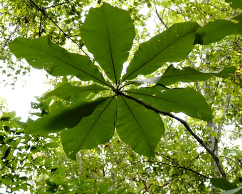 Magnolia tripetala, Umbrella Magnolia, Umbrella-tree