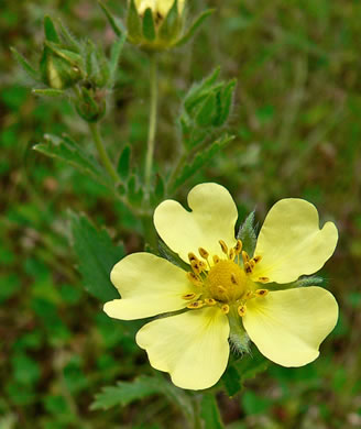 Potentilla recta, Rough-fruited Cinquefoil, Sulphur Cinquefoil, Sulphur Five-fingers