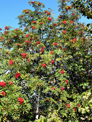 image of Sorbus americana, American Mountain-ash, American Rowan