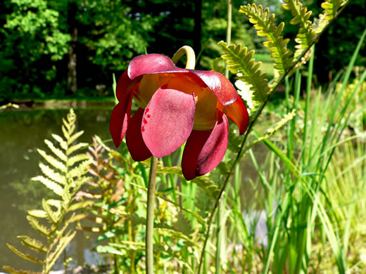 Sarracenia purpurea var. purpurea, Northern Purple Pitcherplant