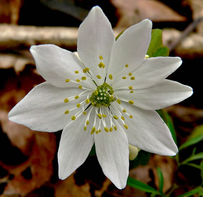 image of Thalictrum thalictroides, Windflower, Rue-anemone, Wind-rue
