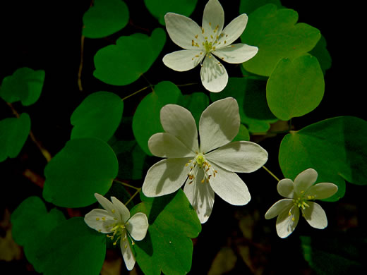 image of Thalictrum thalictroides, Windflower, Rue-anemone, Wind-rue