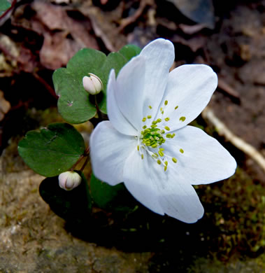 image of Thalictrum thalictroides, Windflower, Rue-anemone, Wind-rue