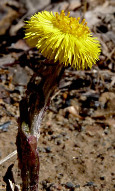 image of Tussilago farfara, Coltsfoot