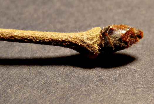 image of Ulmus rubra, Slippery Elm, Red Elm