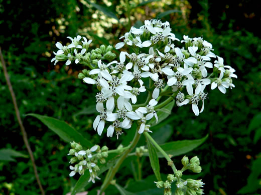 image of Verbesina virginica var. virginica, White Crownbeard, Common Frostweed, White Wingstem, Virginia Wingstem