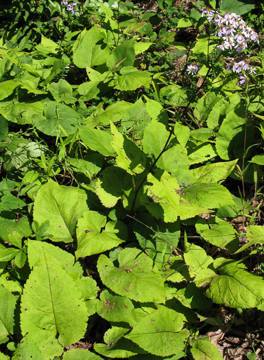 image of Eurybia macrophylla, Bigleaf Aster, Large-leaf Aster