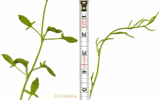 image of Acetosa hastatula, Wild Dock, Heartwing Dock, Sourgrass, Heartwing Sorrel