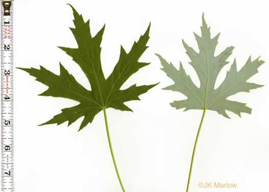 image of Acer saccharinum, Silver Maple, Soft Maple