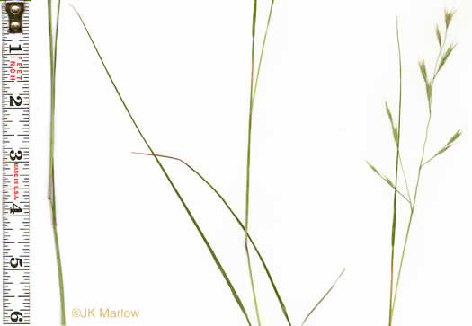 image of Danthonia compressa, Mountain Oatgrass, Flattened Oatgrass, Allegheny Flyback