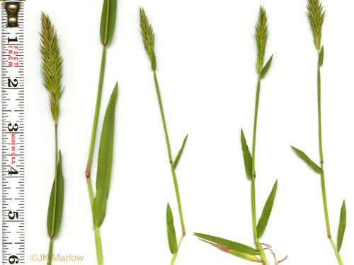 image of Anthoxanthum odoratum, Sweet Vernal Grass