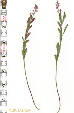 image of Polygala polygama, Racemed Milkwort, Bitter Milkwort, Purple Milkwort