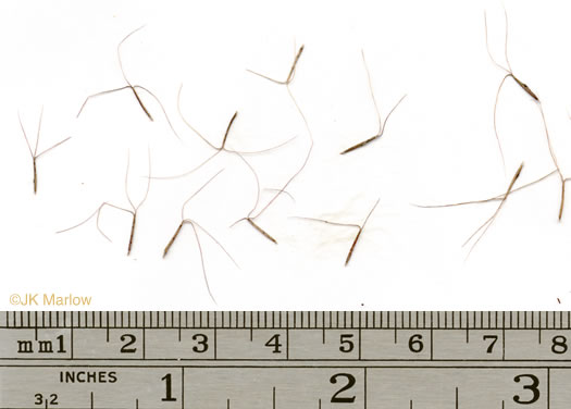 image of Aristida purpurascens, Arrowfeather, Arrowfeather Three-awn