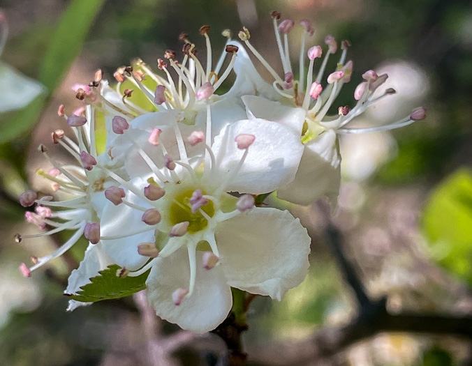 image of Crataegus pinetorum, Pineland Hawthorn