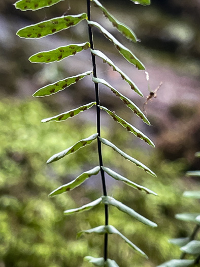 image of Asplenium resiliens, Blackstem Spleenwort