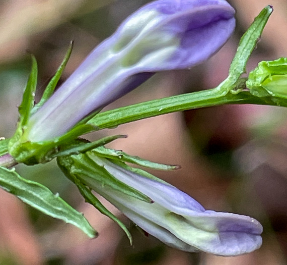 image of Lobelia georgiana, Georgia Lobelia, southern lobelia