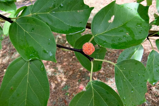 image of Maclura tricuspidata, Cudrania, Strawberry-bush, Chinese Che