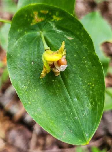 image of Uvularia perfoliata, Perfoliate Bellwort