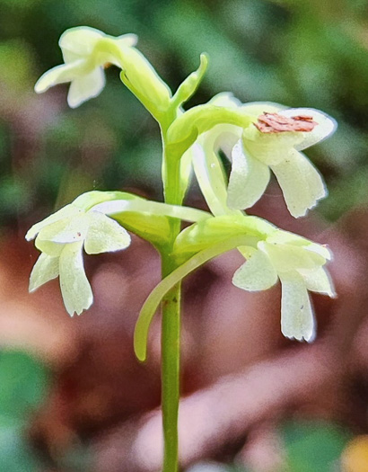 image of Platanthera clavellata, Small Green Wood Orchid, Club-spur Orchid, Woodland Orchid, Streamhead Orchid