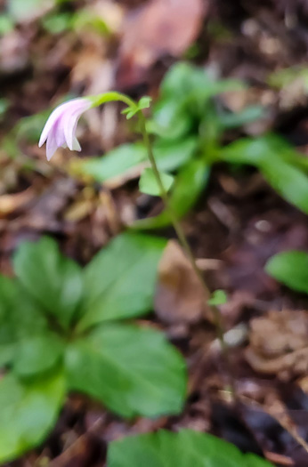 image of Triphora trianthophoros var. trianthophoros, Three Birds Orchid, Nodding Pogonia, Nodding Ettercap