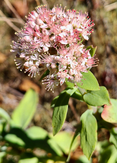 image of Hylotelephium telephioides, Allegheny Live-forever, Cliff Orpine, Allegheny Stonecrop