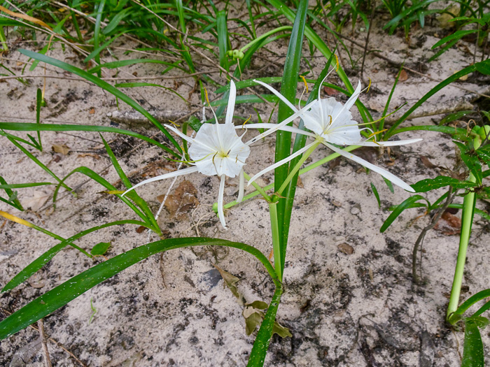 Carolina Spiderlily