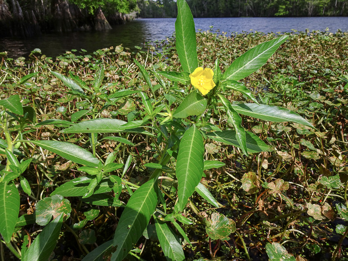 Ludwigia grandiflora, Showy Water-primrose, Large-flower Water-primrose