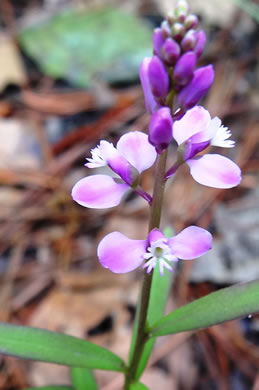 image of Polygala polygama, Racemed Milkwort, Bitter Milkwort, Purple Milkwort